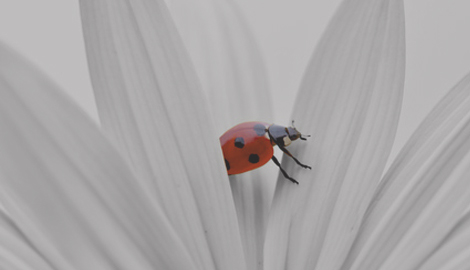 Roter Marienkäfer zwischen weißen Blütenblättern als Eyecatcher
