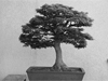 Bonsai hilft